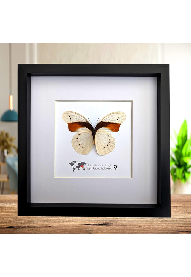 Rare female schoenberg's owl butterfly: cream & orange entomology art (10x10)