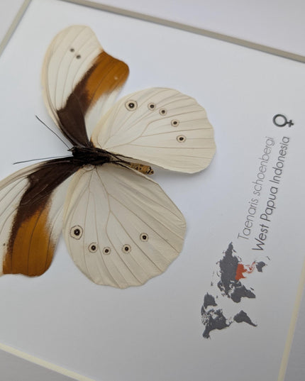 Rare female schoenberg's owl butterfly: cream & orange entomology art (10x10)