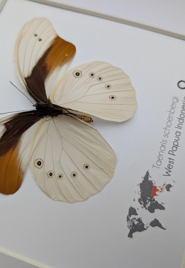 Rare female schoenberg's owl butterfly: cream & orange entomology art (10x10)