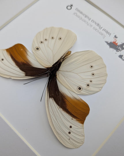 Rare female schoenberg's owl butterfly: cream & orange entomology art (10x10)
