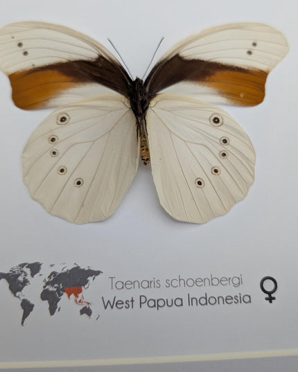 Rare female schoenberg's owl butterfly: cream & orange entomology art (10x10)