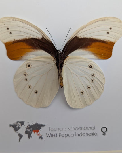 Rare female schoenberg's owl butterfly: cream & orange entomology art (10x10)