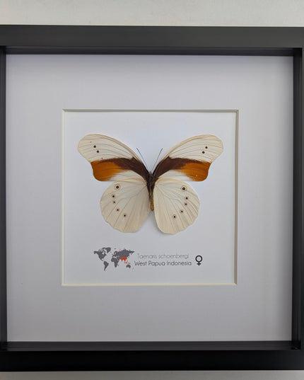 Rare female schoenberg's owl butterfly: cream & orange entomology art (10x10)