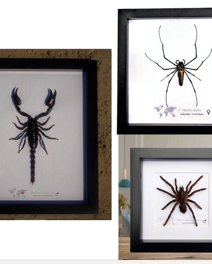 Framed Arachnid Specimen: Tarantula, Scorpion & Spider Display
