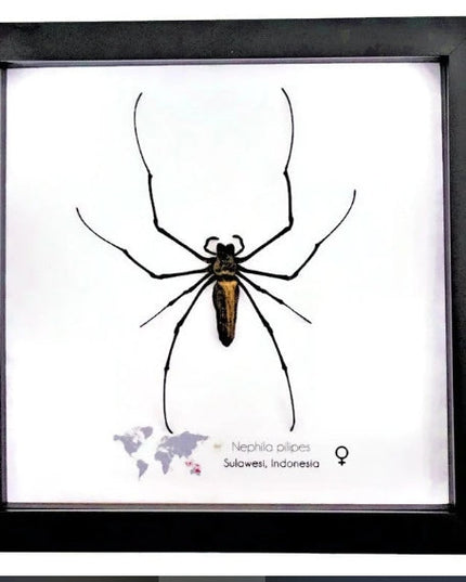 Framed Arachnid Specimen: Tarantula, Scorpion & Spider Display