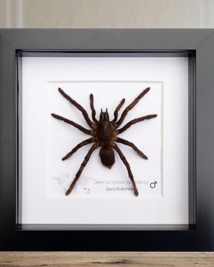 Framed Arachnid Specimen: Tarantula, Scorpion & Spider Display