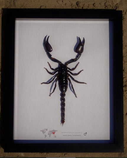 Framed Arachnid Specimen: Tarantula, Scorpion & Spider Display