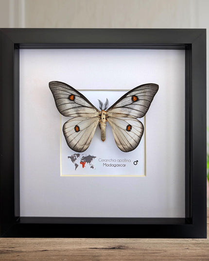 Framed Ghostly Silk Moth: Ceranchia Apollina from Madagascar (8x8)