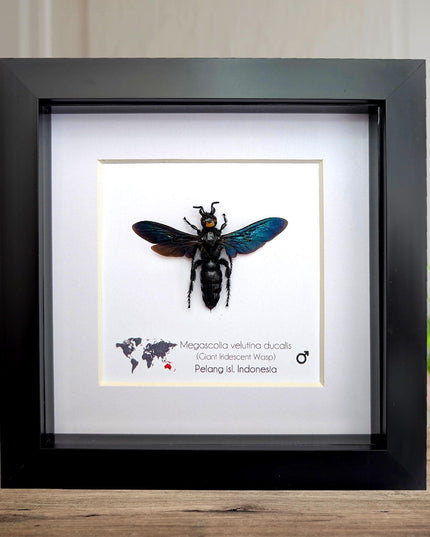 Framed Megascolia velutina ducalis Giant Velutina Scoliid Wasp Taxidermy: Entomology Wall Art, 6x6