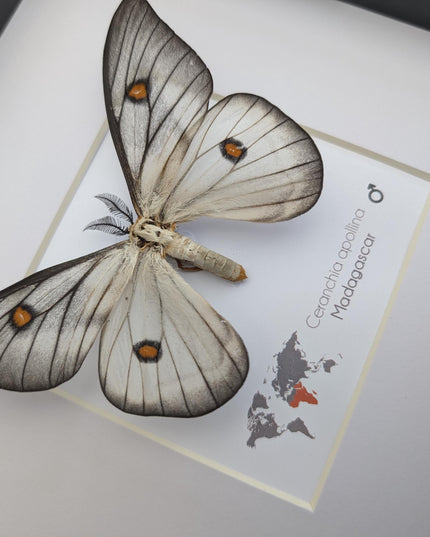 Framed Ghostly Silk Moth: Ceranchia Apollina from Madagascar (8x8)