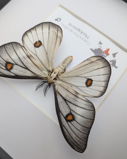 Framed Ghostly Silk Moth: Ceranchia Apollina from Madagascar (8x8)