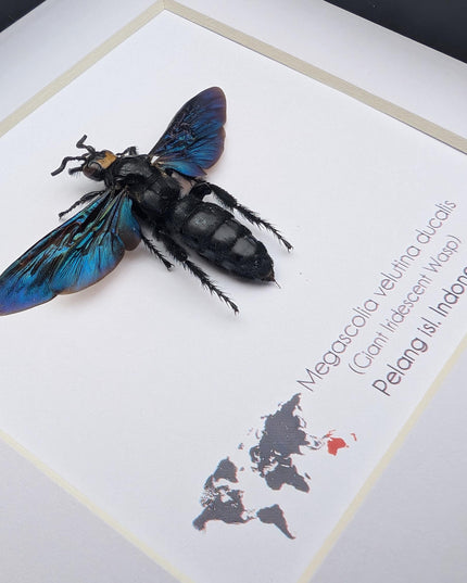Framed Megascolia velutina ducalis Giant Velutina Scoliid Wasp Taxidermy: Entomology Wall Art, 6x6