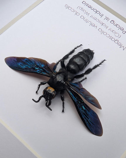 Framed Megascolia velutina ducalis Giant Velutina Scoliid Wasp Taxidermy: Entomology Wall Art, 6x6