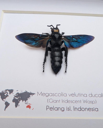 Framed Megascolia velutina ducalis Giant Velutina Scoliid Wasp Taxidermy: Entomology Wall Art, 6x6