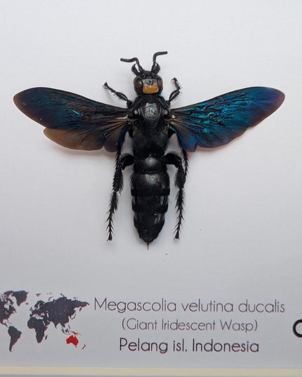 Framed Megascolia velutina ducalis Giant Velutina Scoliid Wasp Taxidermy: Entomology Wall Art, 6x6