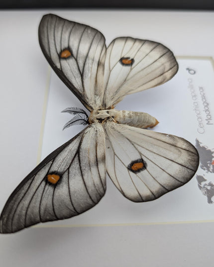 Framed Ghostly Silk Moth: Ceranchia Apollina from Madagascar (8x8)