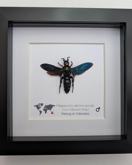 Framed Megascolia velutina ducalis Giant Velutina Scoliid Wasp Taxidermy: Entomology Wall Art, 6x6