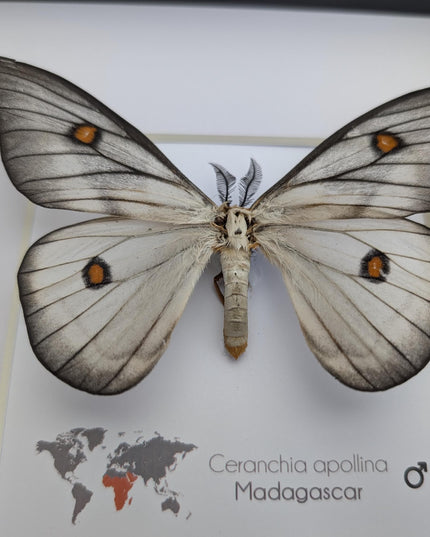 Framed Ghostly Silk Moth: Ceranchia Apollina from Madagascar (8x8)