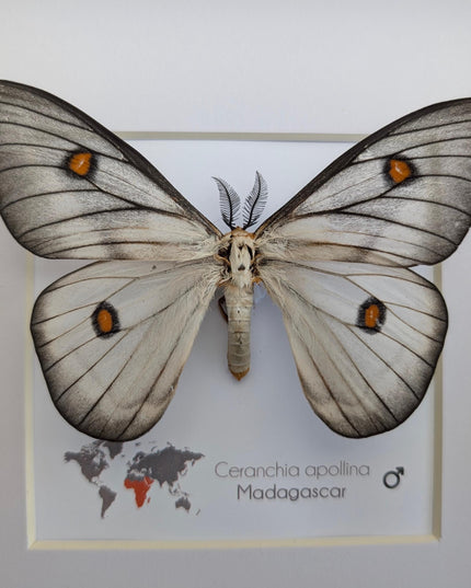 Framed Ghostly Silk Moth: Ceranchia Apollina from Madagascar (8x8)