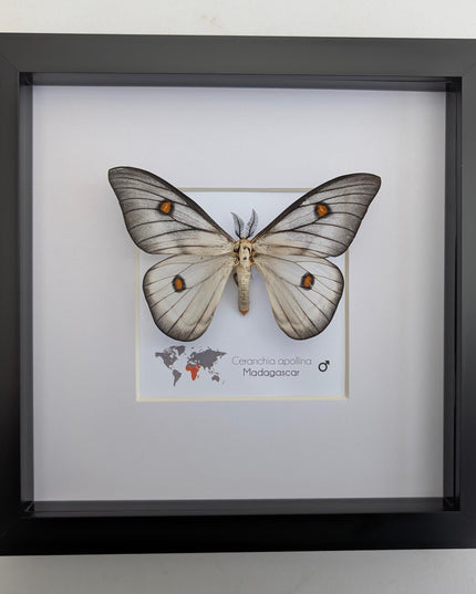 Framed Ghostly Silk Moth: Ceranchia Apollina from Madagascar (8x8)