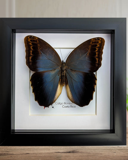 Caligo illioneus Oberoni front, giant owl, taxidermy butterfly, brown camouflage butterfly from Brazil, entomology present, wall decor