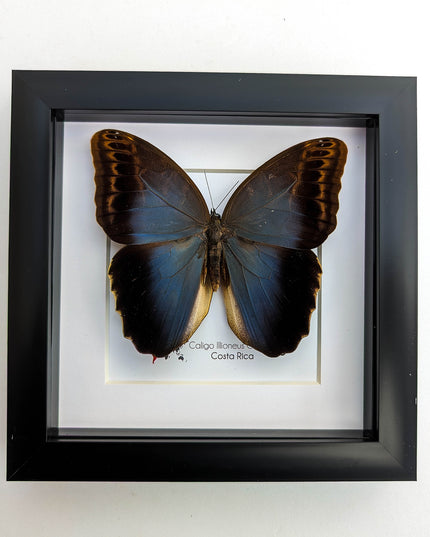 Caligo illioneus Oberoni front, giant owl, taxidermy butterfly, brown camouflage butterfly from Brazil, entomology present, wall decor