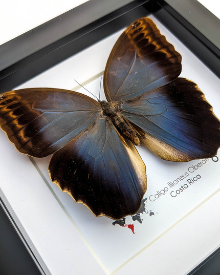 Caligo illioneus Oberoni front, giant owl, taxidermy butterfly, brown camouflage butterfly from Brazil, entomology present, wall decor