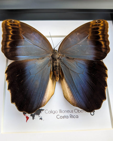 Caligo illioneus Oberoni front, giant owl, taxidermy butterfly, brown camouflage butterfly from Brazil, entomology present, wall decor