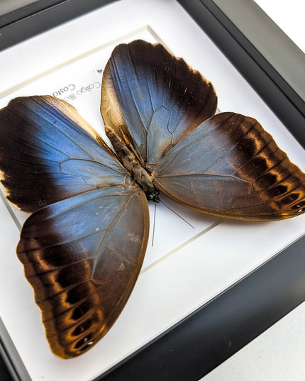 Caligo illioneus Oberoni front, giant owl, taxidermy butterfly, brown camouflage butterfly from Brazil, entomology present, wall decor
