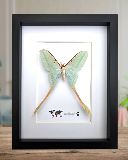 Framed Chinese Moon Moth Taxidermy: Ethically Sourced Long-Tailed Butterfly (10" x 8")