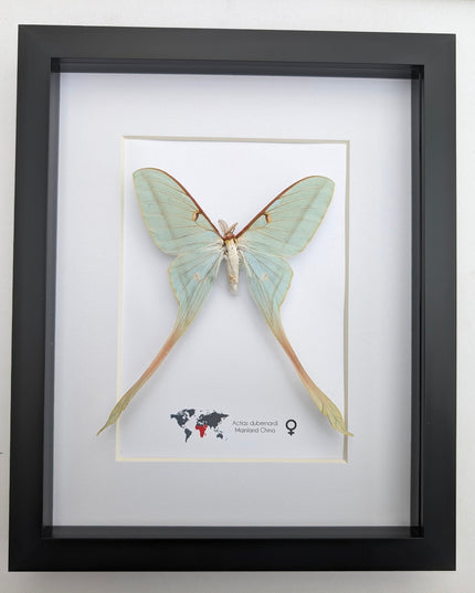 Framed Chinese Moon Moth Taxidermy: Ethically Sourced Long-Tailed Butterfly (10" x 8")