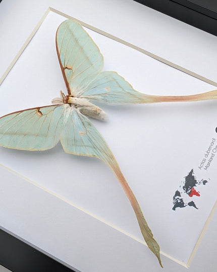 Framed Chinese Moon Moth Taxidermy: Ethically Sourced Long-Tailed Butterfly (10" x 8")