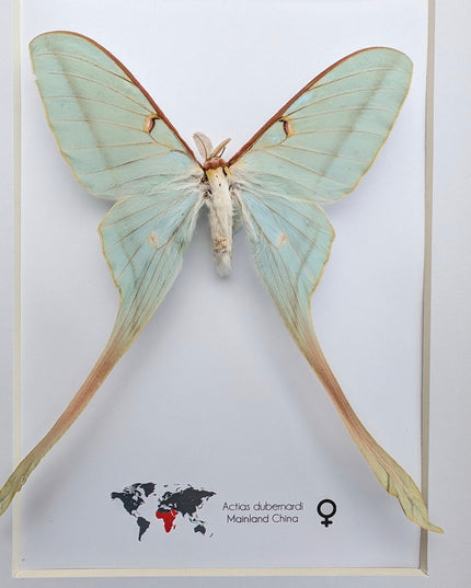 Framed Chinese Moon Moth Taxidermy: Ethically Sourced Long-Tailed Butterfly (10" x 8")