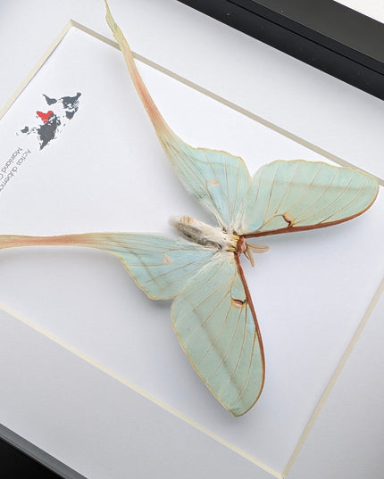 Framed Chinese Moon Moth Taxidermy: Ethically Sourced Long-Tailed Butterfly (10" x 8")