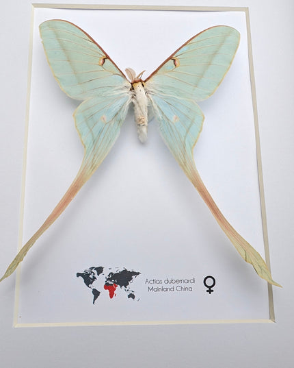 Framed Chinese Moon Moth Taxidermy: Ethically Sourced Long-Tailed Butterfly (10" x 8")