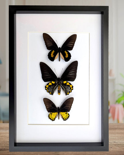 Framed Troides Butterfly Display, Taxidermy Entomology Art