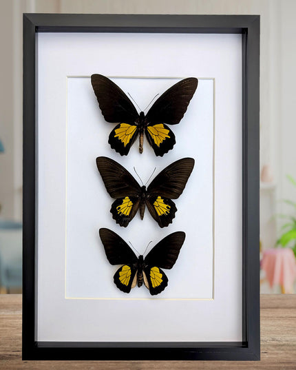 Framed Troides Butterfly Display, Ethically Sourced Entomology (A3)