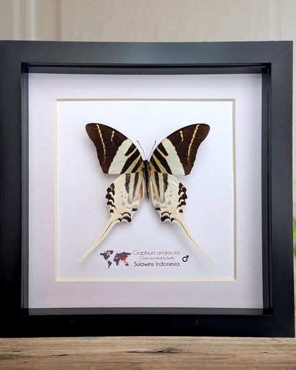 Graphium androcles, Androcles Swallowtail, wall decor, ethically sourced, nature art, taxidermy, 8x8