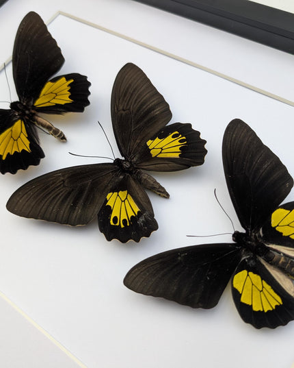 Framed Troides Butterfly Display, Ethically Sourced Entomology (A3)