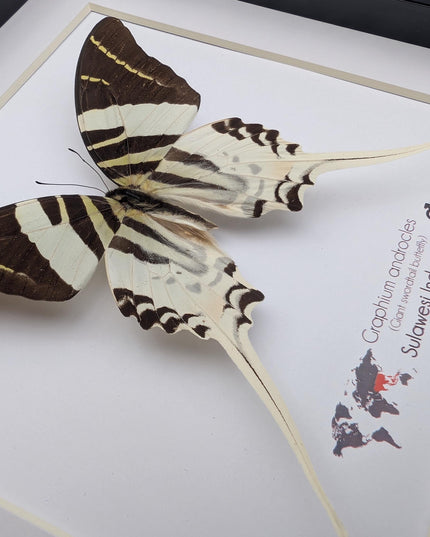Graphium androcles, Androcles Swallowtail, wall decor, ethically sourced, nature art, taxidermy, 8x8