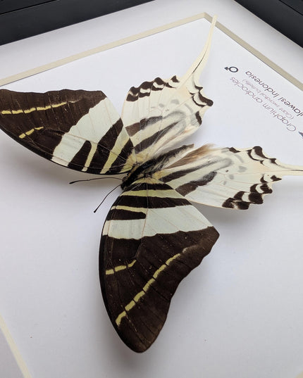 Graphium androcles, Androcles Swallowtail, wall decor, ethically sourced, nature art, taxidermy, 8x8