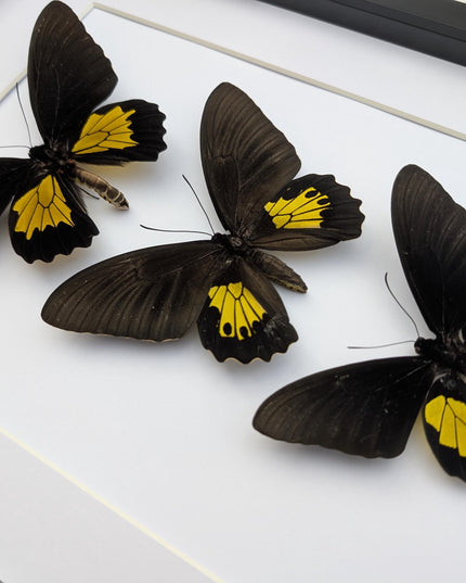 Framed Troides Butterfly Display, Ethically Sourced Entomology (A3)