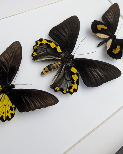 Framed Troides Butterfly Display, Taxidermy Entomology Art