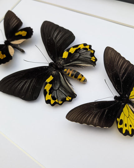 Framed Troides Butterfly Display, Taxidermy Entomology Art