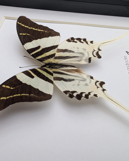 Graphium androcles, Androcles Swallowtail, wall decor, ethically sourced, nature art, taxidermy, 8x8