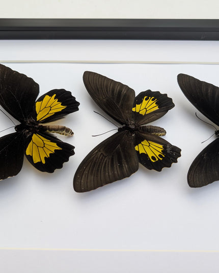Framed Troides Butterfly Display, Ethically Sourced Entomology (A3)