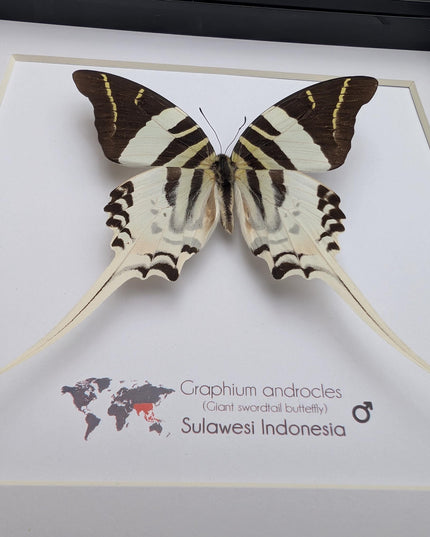 Graphium androcles, Androcles Swallowtail, wall decor, ethically sourced, nature art, taxidermy, 8x8