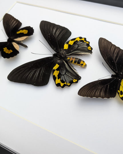Framed Troides Butterfly Display, Taxidermy Entomology Art