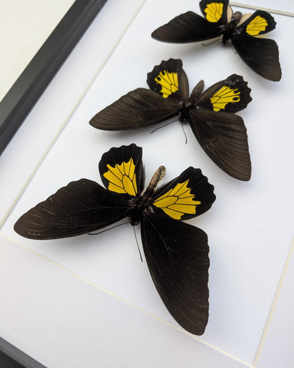 Framed Troides Butterfly Display, Ethically Sourced Entomology (A3)