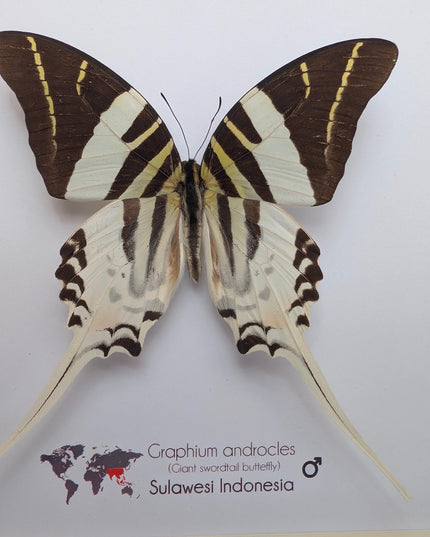 Graphium androcles, Androcles Swallowtail, wall decor, ethically sourced, nature art, taxidermy, 8x8